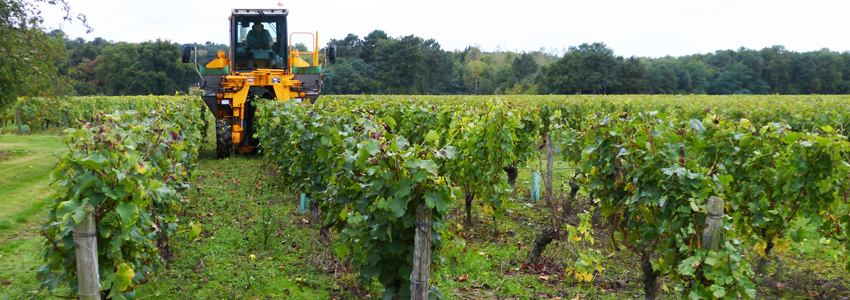 Vendanges 2018
