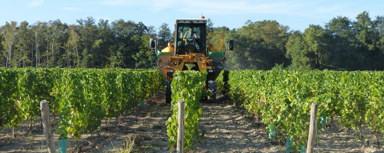 Vendanges 2018 - Domaine des champs Gonneau
