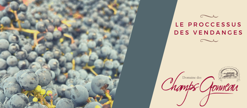 Le processus des vendanges